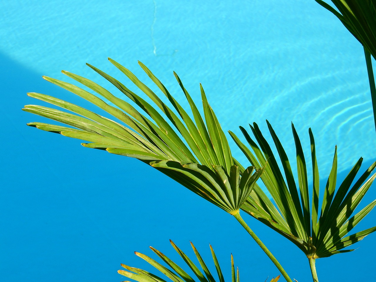 Safety Instructions for Backyard Pools